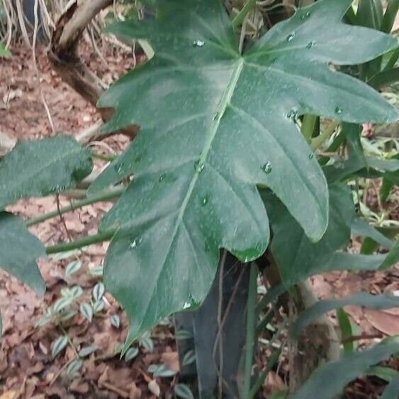 Philodendron bipennifolium Fuelha