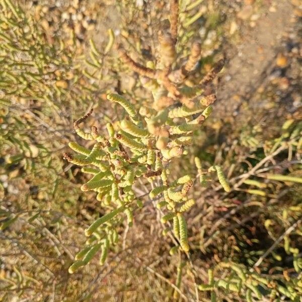 Salicornia fruticosa Feuille