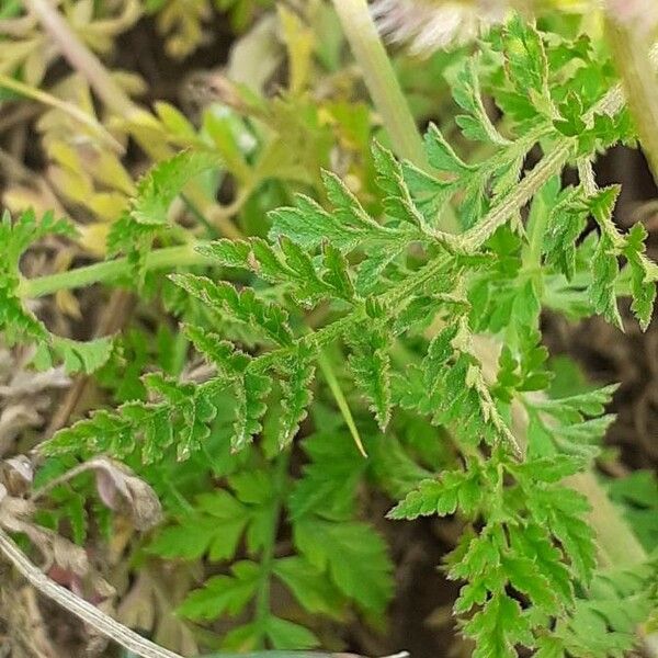 Torilis arvensis Leaf