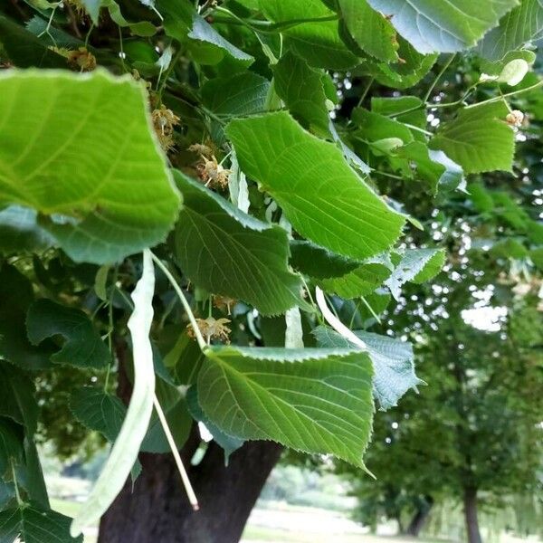 Tilia platyphyllos 葉