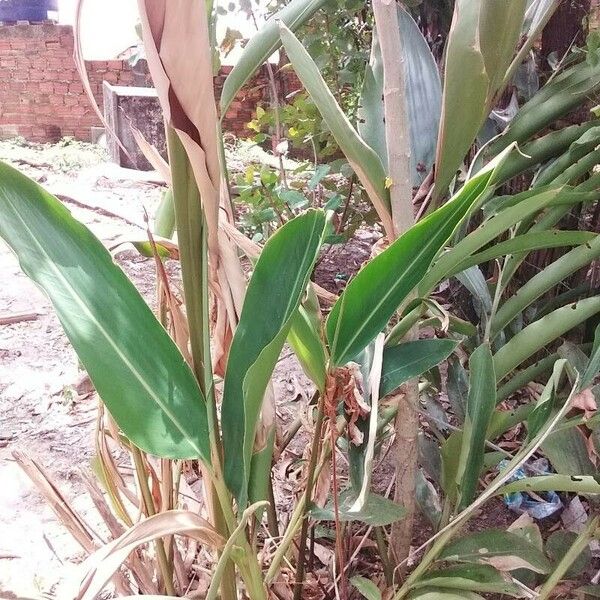 Alpinia zerumbet Foglia