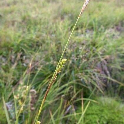 Carex vaginata Хабит