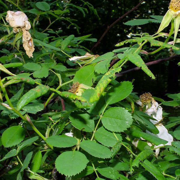 Rosa arvensis Leaf