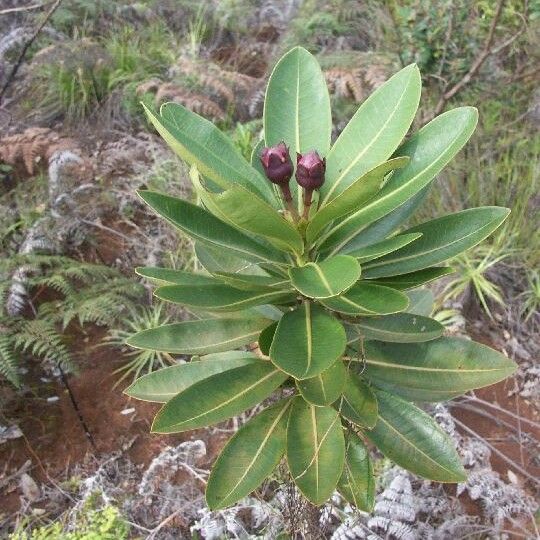 Xanthostemon gugerlii Pokrój