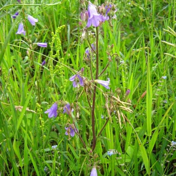 Campanula sibirica Blomma