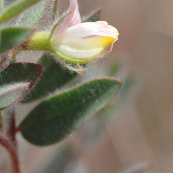 Acmispon americanus Blüte