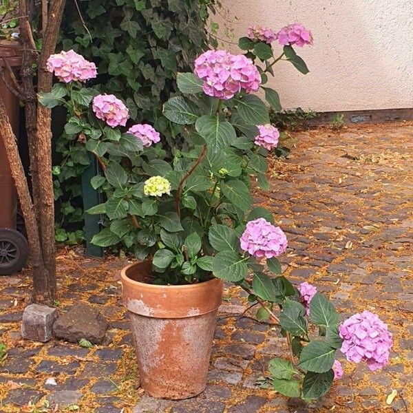 Hydrangea spp. फूल