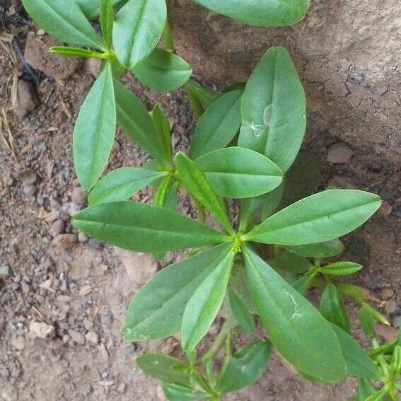 Talinum paniculatum Lapas