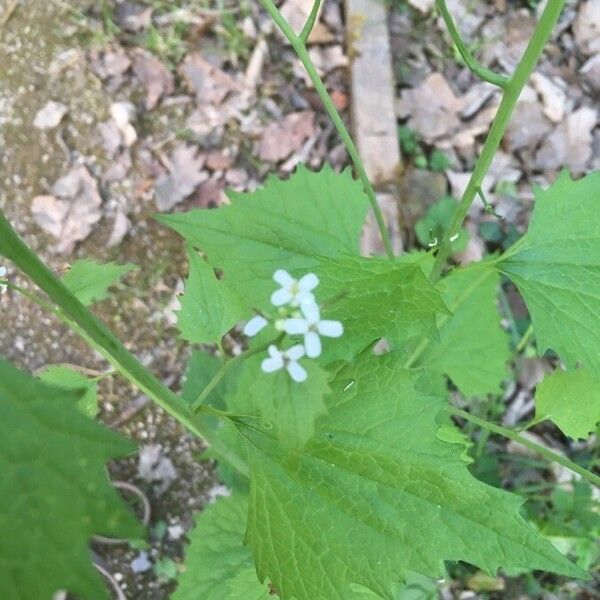 Alliaria petiolata Floare