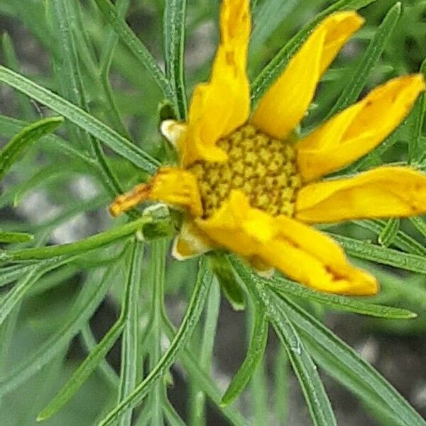 Coreopsis verticillata Flor