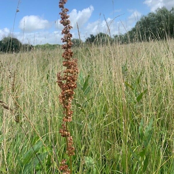 Rumex crispus 果実