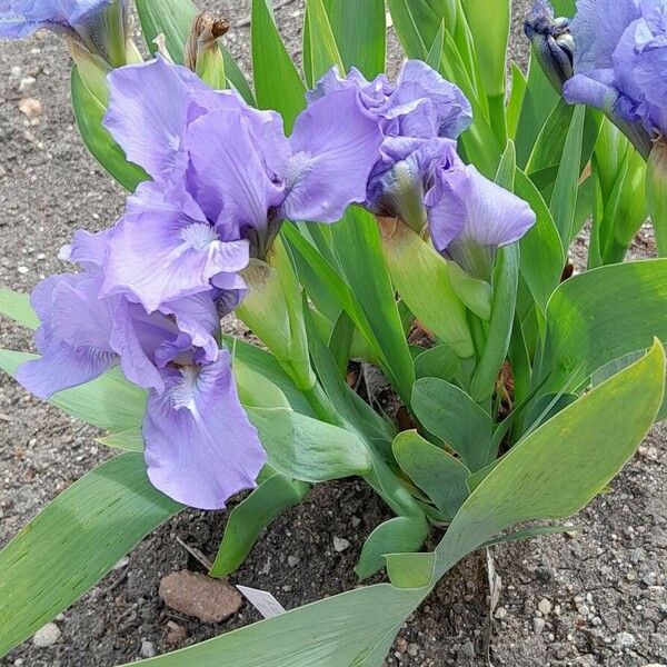 Iris pumila Habitus