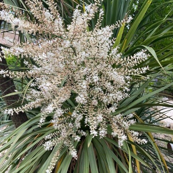 Cordyline australis Floare