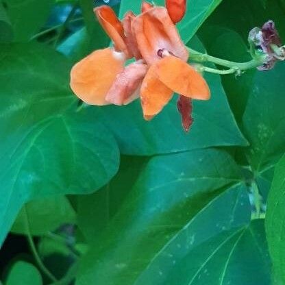 Phaseolus coccineus Blüte