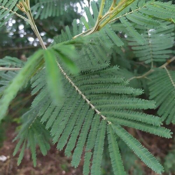 Acacia mearnsii Лист