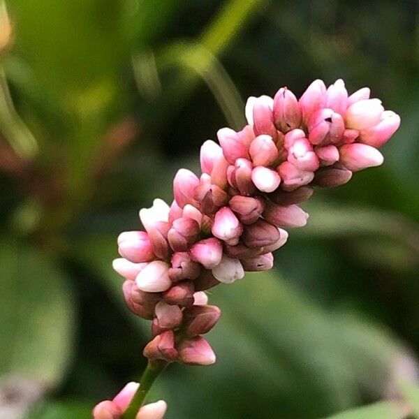 Persicaria maculosa Flower