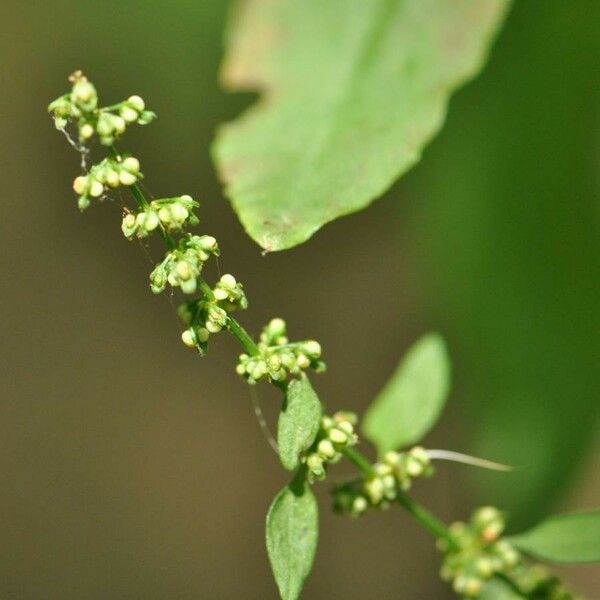 Rumex conglomeratus Fruit