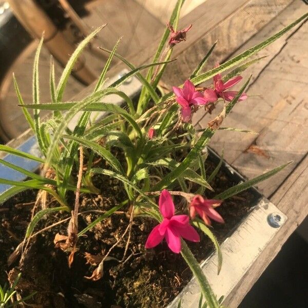 Rhodohypoxis baurii Flor