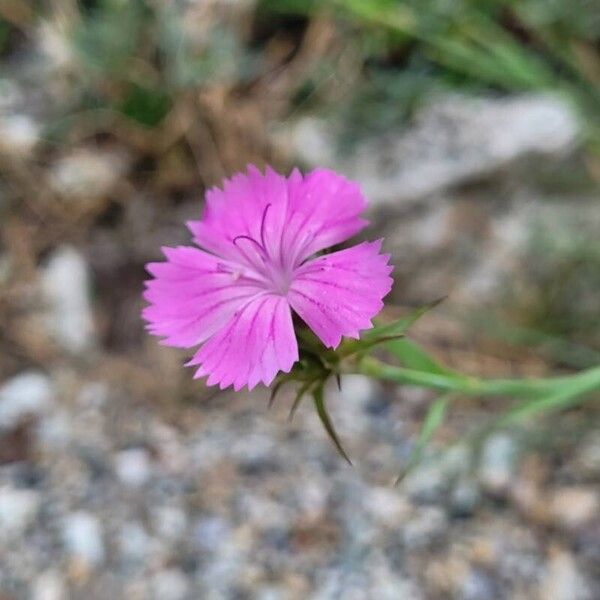 Dianthus balbisii Λουλούδι