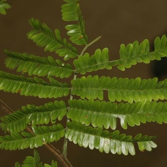 Pseudopiptadenia psilostachya Лист