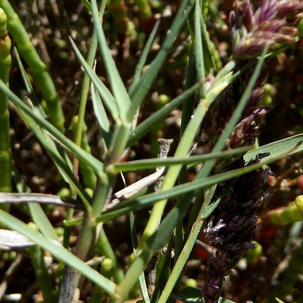 Aeluropus littoralis Feuille