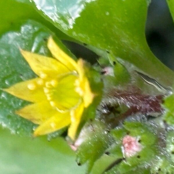Aichryson punctatum Flower