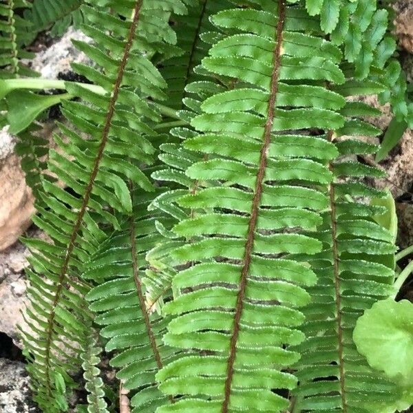 Nephrolepis cordifolia पत्ता