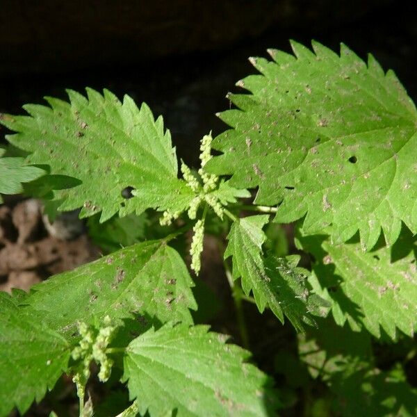 Urtica urens 葉