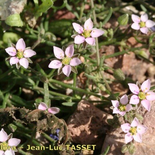 Rhodalsine geniculata Flor