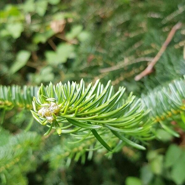 Abies cephalonica ഇല