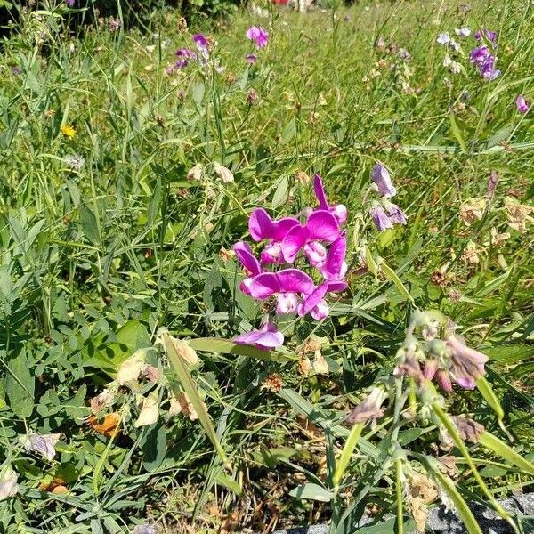 Lathyrus odoratus 花