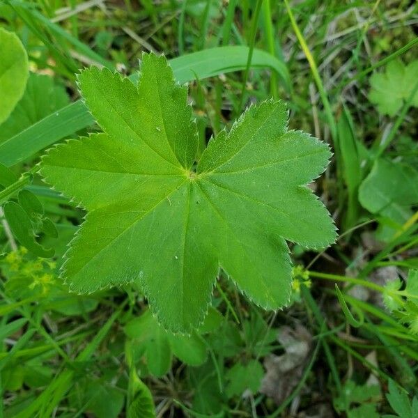 Alchemilla subcrenata Blatt