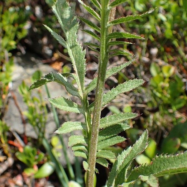 Serratula tinctoria Kabuk