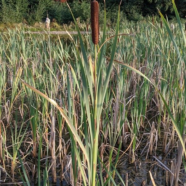 Typha latifolia Habit