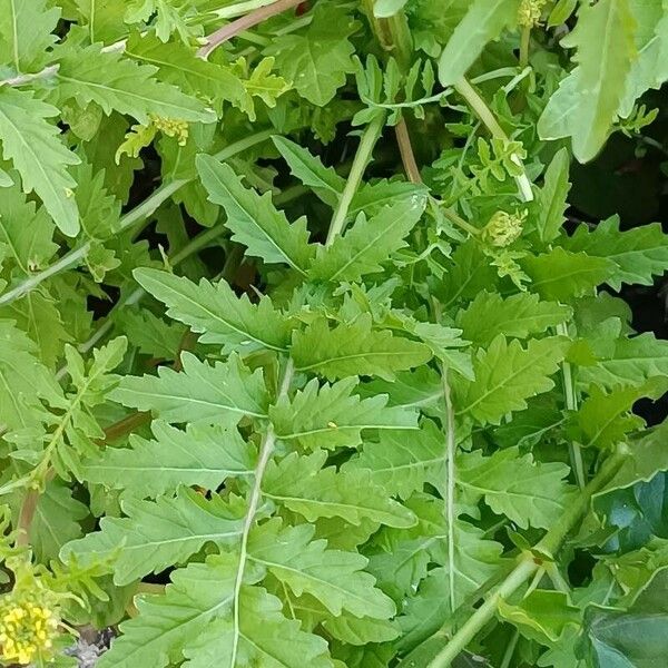 Rorippa palustris 葉