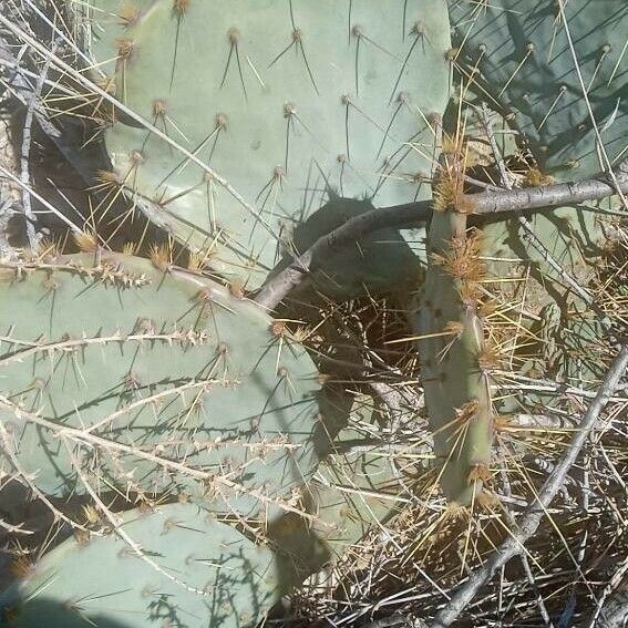 Opuntia engelmannii Folha