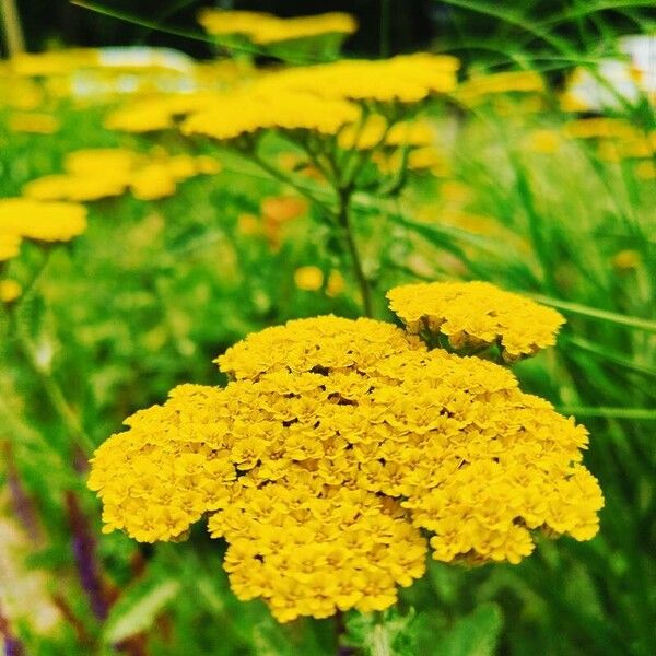 Achillea ligustica Кветка