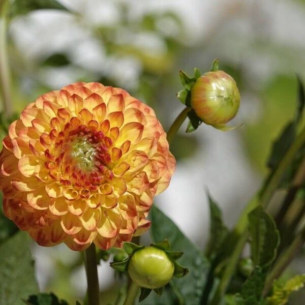 Dahlia pinnata Habitus