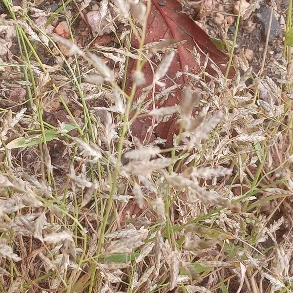 Eragrostis minor Květ