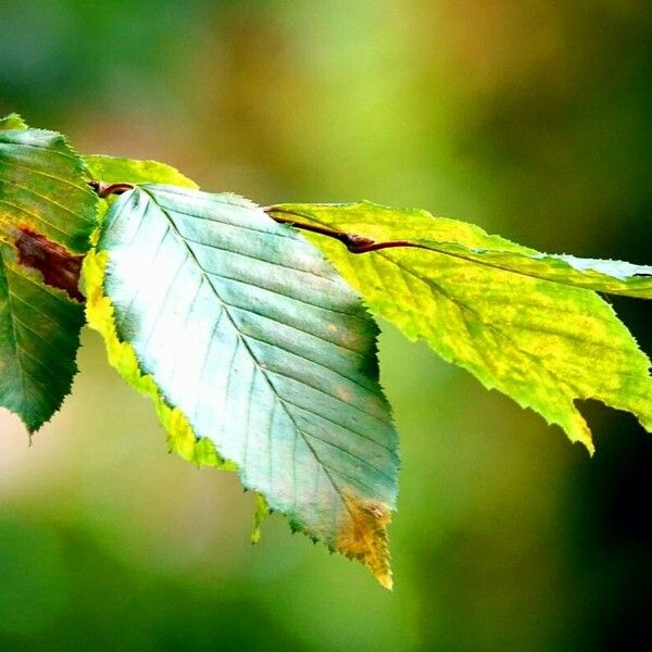 Carpinus betulus Foglia