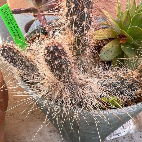 Opuntia polyacantha Leaf