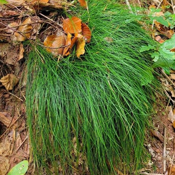 Festuca heterophylla Folla