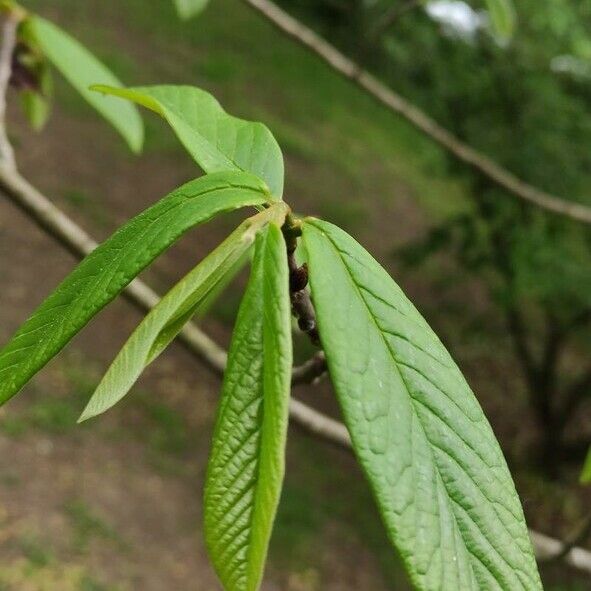 Asimina triloba 叶