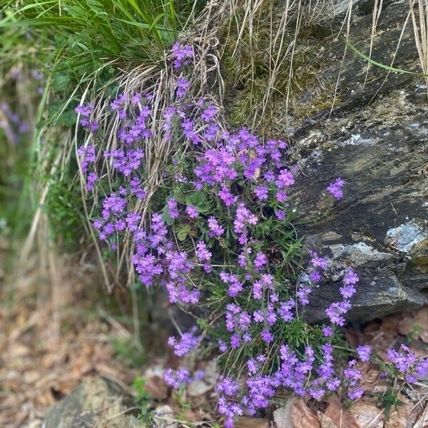 Erinus alpinus Alkat (teljes növény)