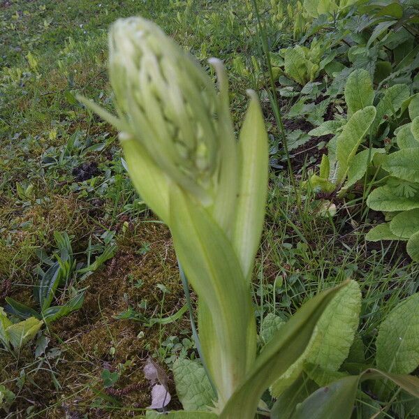 Himantoglossum hircinum Хабит