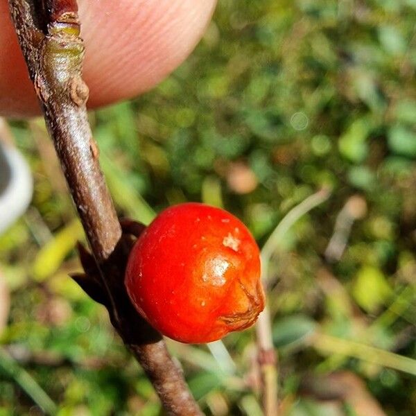 Cotoneaster integerrimus Плод