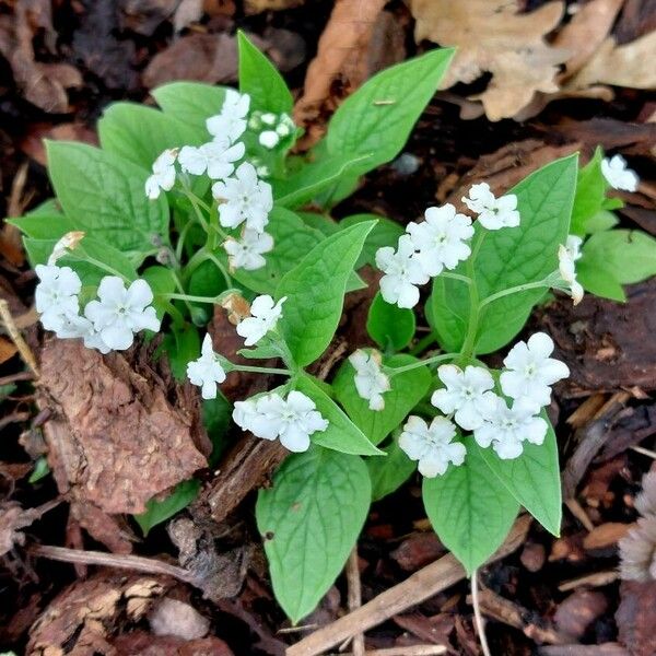 Omphalodes verna പുഷ്പം