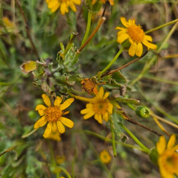 Aspilia mossambicensis Fiore