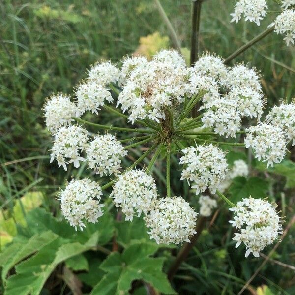 Heracleum maximum Flower