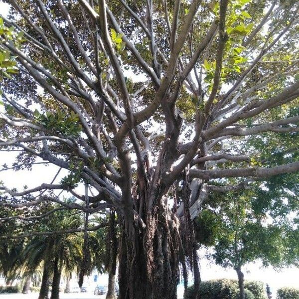 Ficus macrophylla Kabuk